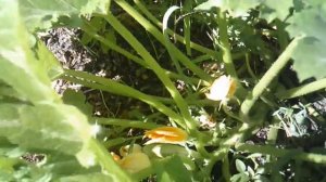 Новые завязавшиеся кабачки