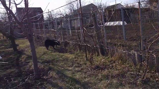 Прививка вишни 14 марта 2019 года. смотреть онлайн