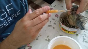 Кормим птенца голубя