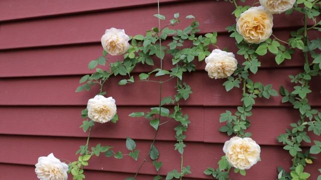 Rose Chat Series Part 4 // Teasing Georgia // David Austin Roses 2021 смотреть онлайн