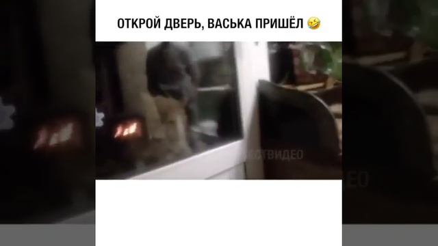 Кот орет как человек смотреть онлайн