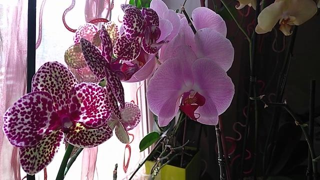 Мошенники в продажах Орхидей. Куда обратиться.