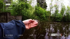 Получасовая рыбалка на реке Дубна с мормышкой