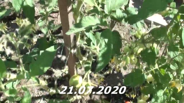 Томат Неизвестный инкогнито лета 2020 смотреть онлайн