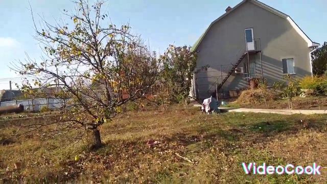 Посадка деревьев #сад #садосенью #посадкадеревьев #моймаленькийдом смотреть онлайн