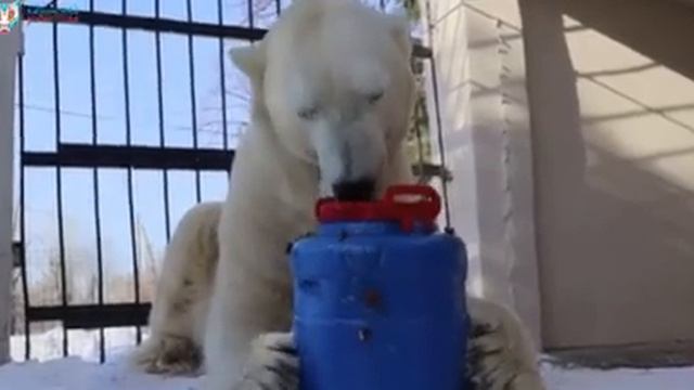 И у Терпея подарок...Казанский зоопарк...And Terpey has a gift...Kazan Zoo.. смотреть онлайн