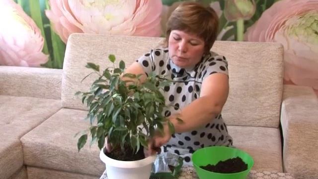 Фикус. смотреть онлайн