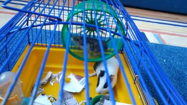 Хомяк м Морская свинка смотреть онлайн