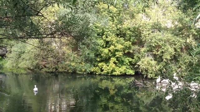 ПТИЦА ПЕЛИКАН. САМЫЕ КРУПНЫЕ ПТИЦЫ . смотреть онлайн