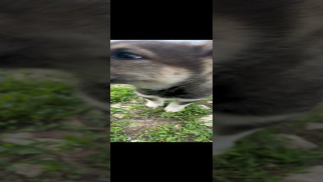 Подкинули щенка смотреть онлайн