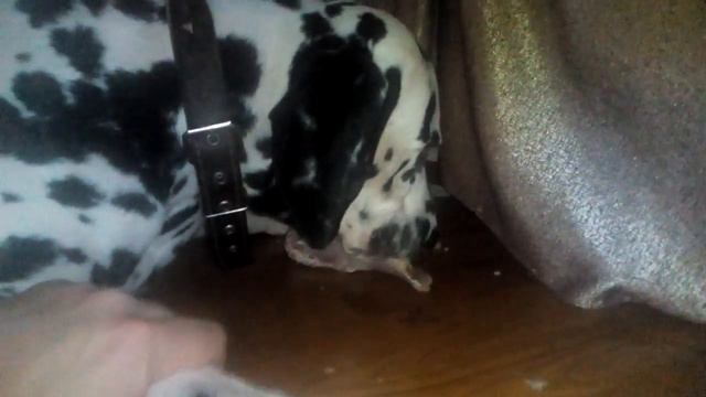 жирный рычит смотреть онлайн