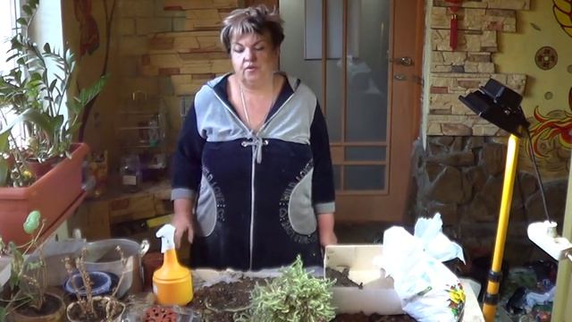 Апорокактус. Мексиканский Лесной Кактус. Уход , Полив, Подготовка к Цветению. смотреть онлайн