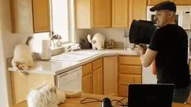 Котопушка.GIF (Cat Cannon) смотреть онлайн
