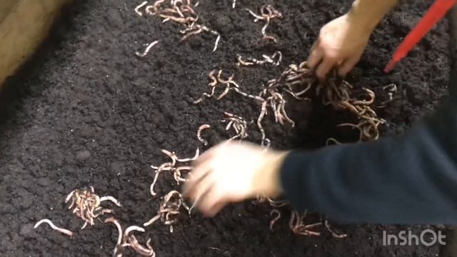 Приобрёл новых жителей) Подкормка для Австралийского Рака! смотреть онлайн