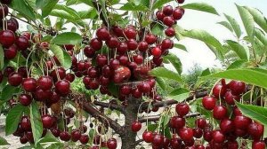 Комнатные растения. Черешня колоновидная ЧЕРНАЯ.