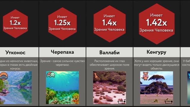 Сравнение Как Видят Животные смотреть онлайн