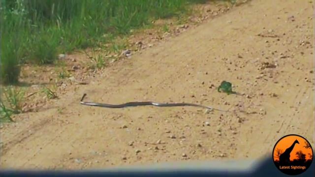 Boomslang Snake vs Chameleon - Latest Wildlife Sightings смотреть онлайн