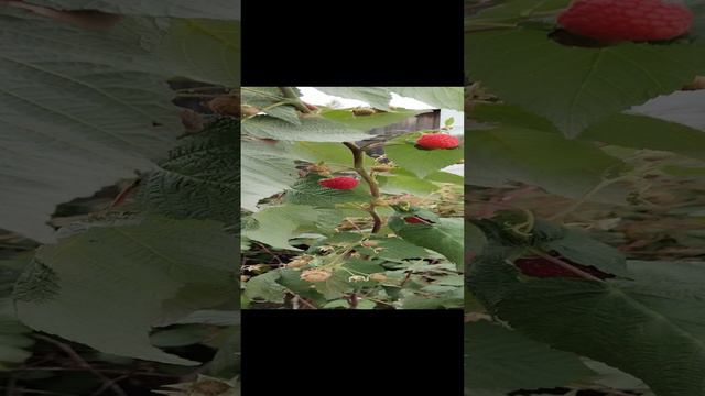 Ягода - малинка!