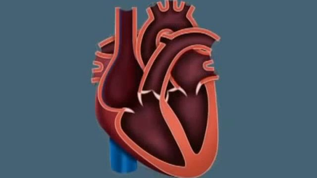 Анатомия Человека Сердце строение, работа смотреть онлайн
