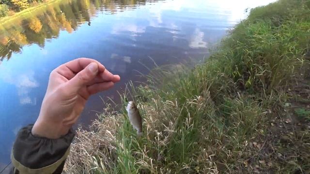 Река Тигода. Рыбалка в Ленинградской области. Спиннинг с берега. смотреть онлайн