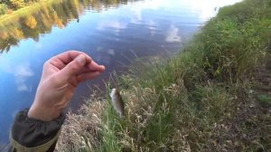 Река Тигода. Рыбалка в Ленинградской области. Спиннинг с берега.