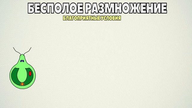 ЕГЭ по БИОЛОГИИ.ХЛАМИДОМОНАДА.Строение,размножение.Жизненный цикл Хламидомонады. смотреть онлайн