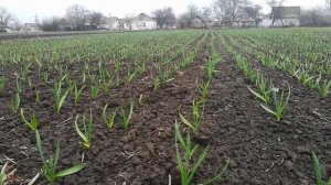 Впереди заморозки.Что делать и стоит ли опасаться.(заморозки и озимый чеснок)