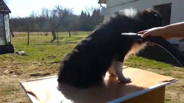 Air Force Commander at work (pet dryer/blower) смотреть онлайн