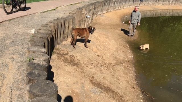 Боксёр и бульдог смотреть онлайн
