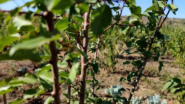 Итоги летней окулировки взрослых деревьев смотреть онлайн