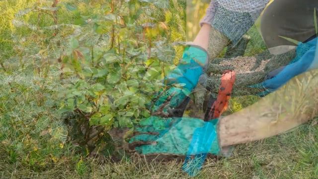 Мои розы такие яркие и пышные и цветут всё лето! Рассказываю, как добиться такого результата смотреть онлайн