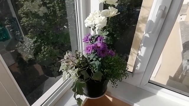 Цветы на балконе. Отличное решение для балкона на солнце. Эустома, алиссум, ипомея в одном горшке. смотреть онлайн