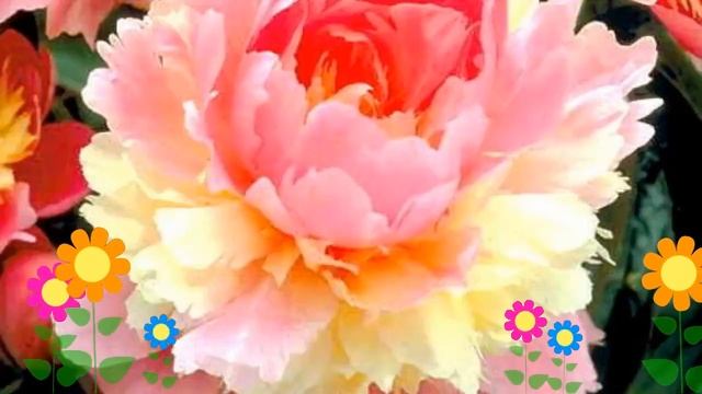 Пион молочноцветковый Сорбет (Sorbet). Краткий обзор, описание характеристик, где купить саженцы смотреть онлайн