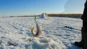 ХИЩНИК за ней СТОИТ в ОЧЕРЕДЬ. Блесна из стартера.