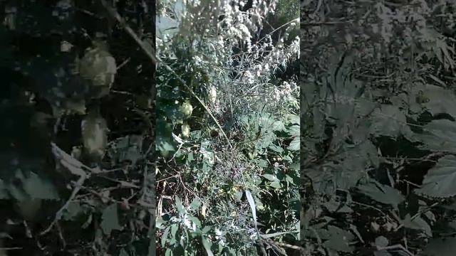 Хмель, от бессонницы и не только смотреть онлайн