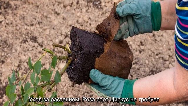 Роза Циркус (Circus) — характеристики сортового растения смотреть онлайн