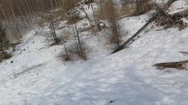 Охота на Изюбря с подхода. И обзор вездехода (мотособаки). смотреть онлайн
