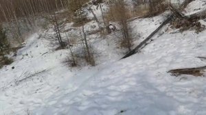 Охота на Изюбря с подхода. И обзор вездехода (мотособаки).