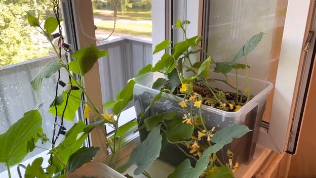 Как вырастить ОГУРЦЫ на подоконнике! Важные условия!!! смотреть онлайн