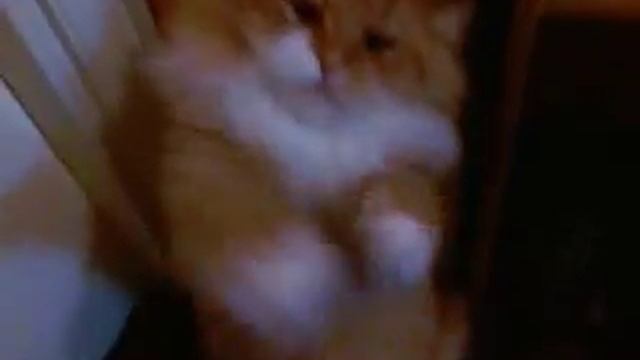 Киса как киса