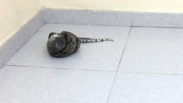 Warning ⚠️ Live Feeding | Snake Boa Vs Rabbit смотреть онлайн