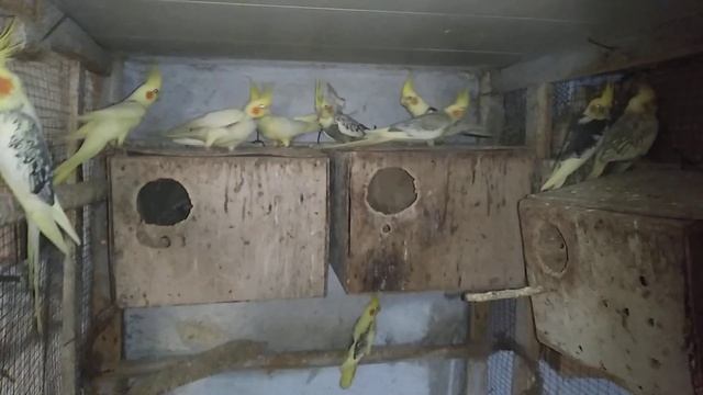 Вылет птенцов корелл. смотреть онлайн