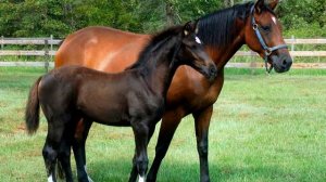 ВИДЕО ПРО ЛОШАДЕЙ. ИНТЕРЕСНЫЕ ПОРОДЫ ЛОШАДЕЙ.