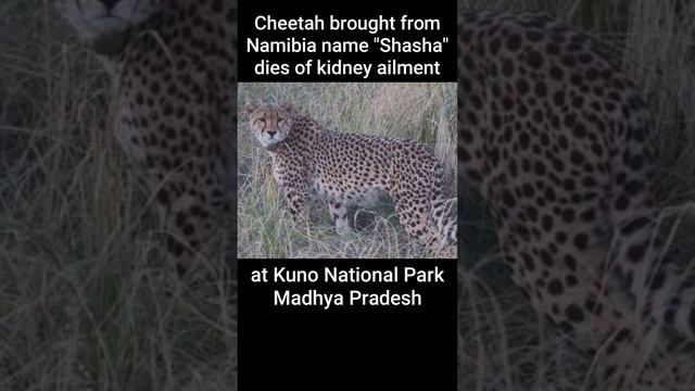 Sasha cheetah died at kuno National park #sasha #kunonationalpark #madhyapradesh #cheetha #india смотреть онлайн