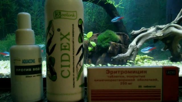 Средство против сине-зеленых водорослей в аквариуме смотреть онлайн