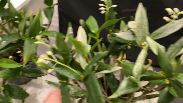 Garden Update (Dec 19) - lots of orchid flowers and new Christmas cactus flowers forming смотреть онлайн