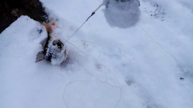 Проверка закидушек. 11.11.2022г. смотреть онлайн