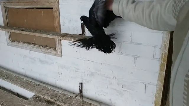 Коллекция Северокавказских Бойных Голубей! В гостях у Николая Георгиевича Исаенко! ? +79097651548 смотреть онлайн