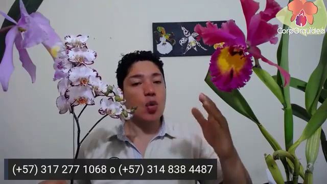 Lo que hay que saber sobre Cattleyas-Modo definitivo para la floración de las Cattleyas-Corporquíde смотреть онлайн