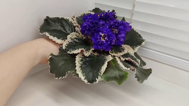 Фиалка ВаТ-Темная Госпожа смотреть онлайн